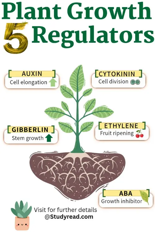 The 5 plant hormones