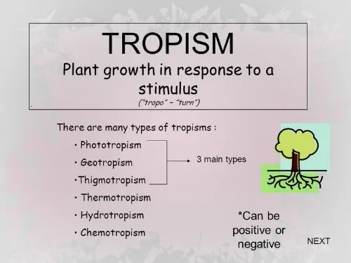 Definition of a tropism