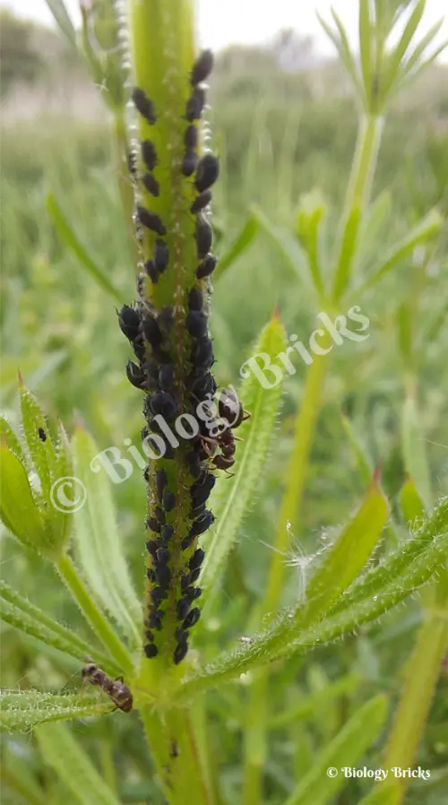 Aphids being harvested by ants
