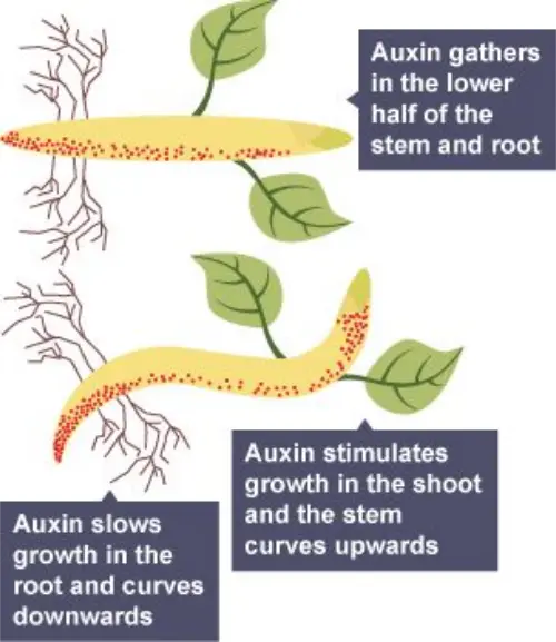 Auxin reaction with gravitropism