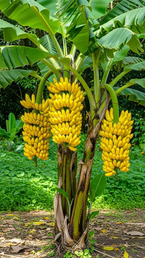 Bananas grow upside down