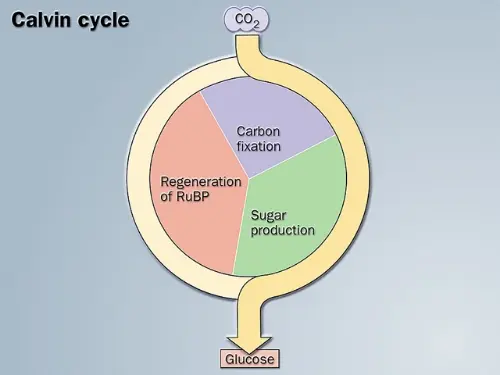 The calvin cycle