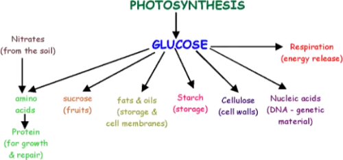 Uses of glucose in a plant