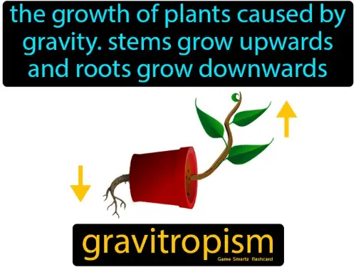 Gravitropism; hormones allow the plant to send the roots and the shoots in the right direction