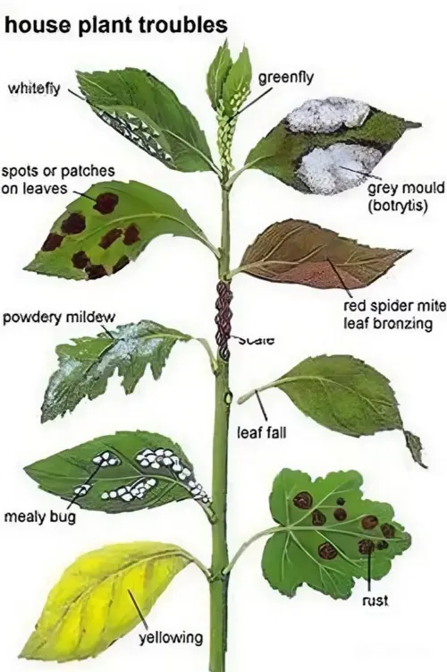 House plant diseases