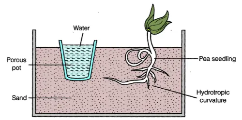 Hydroptropism, when the plant heads to the water source