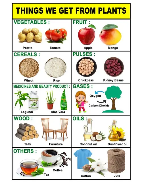 Items we get from plants