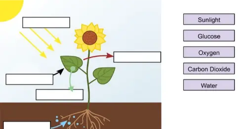 Labelling photosynthesis