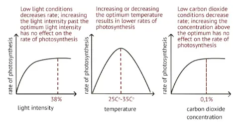 Limiting factors of photosynthesis
