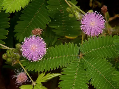 Mimosa pudica droops it's leaves