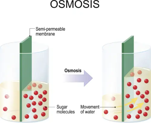 The process of osmosis