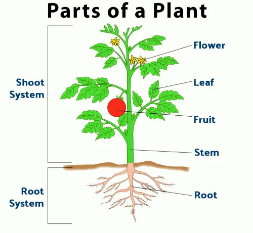 Parts of a plant