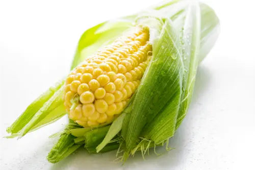Maize can be highly genetically modified