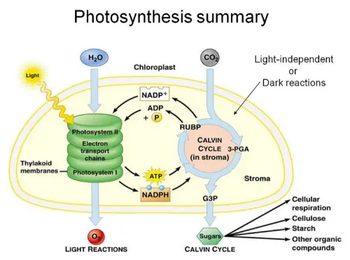 How sunlight affects photosynthesis