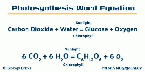 Photosynthesis word equation