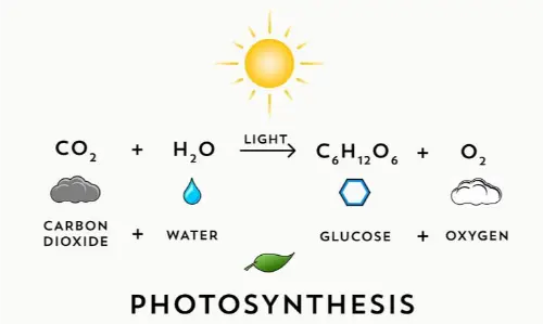 The process of photosynthesis