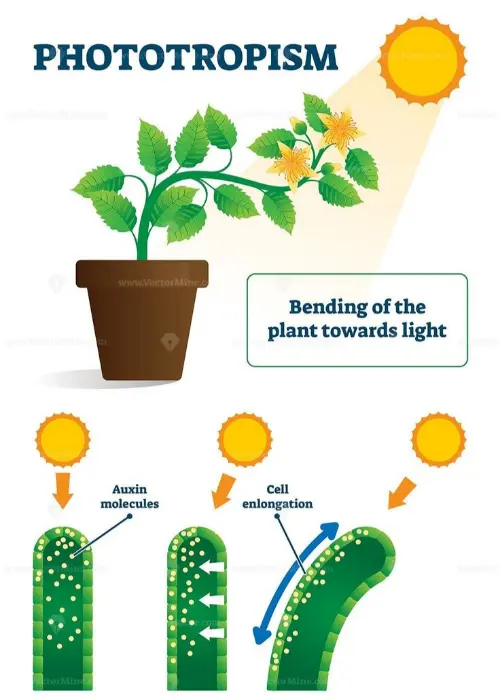 Phototropism, when the plant heads towards a light source