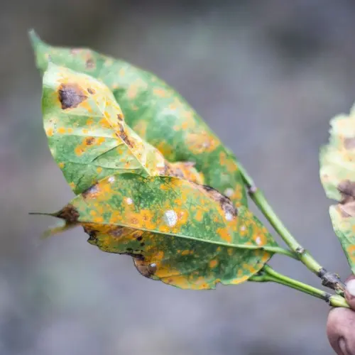 Plant diseases