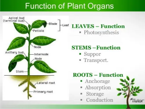 Plant functions