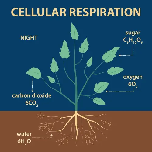 Plant respiration