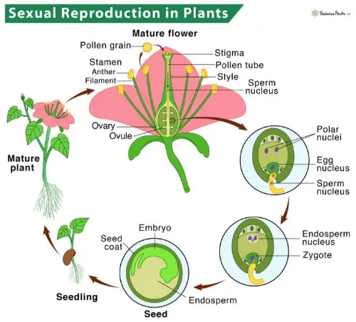 Sexual reproduction in plants