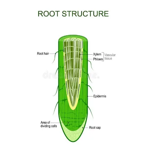 Simple root cross section