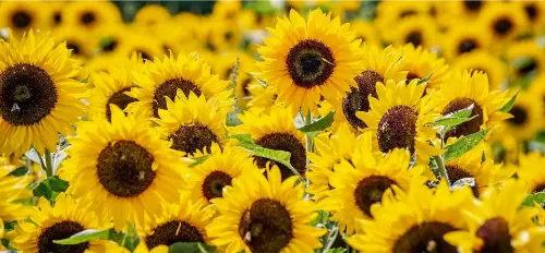 A display of yellow sunflowers