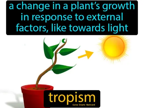 What a tropism is