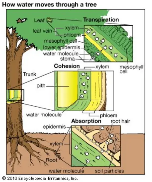 How water is moved around trees