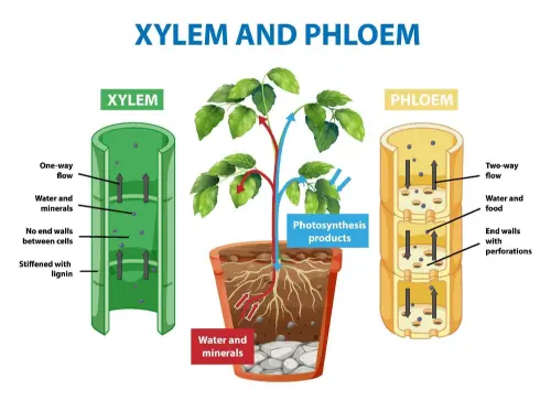 Xylem and Phloem, transport systems of a plant