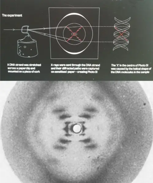 Details of Picture 51