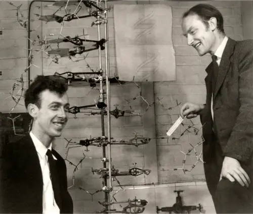 Crick and Watson with the DNA Helix model they built