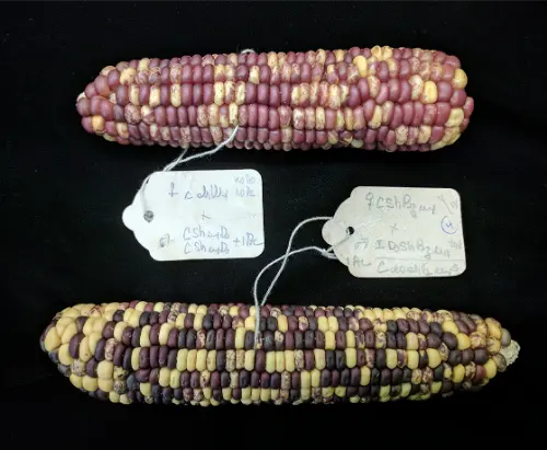 McClintock maize