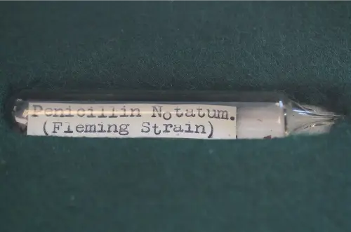 A strain of penicillin called Fleming