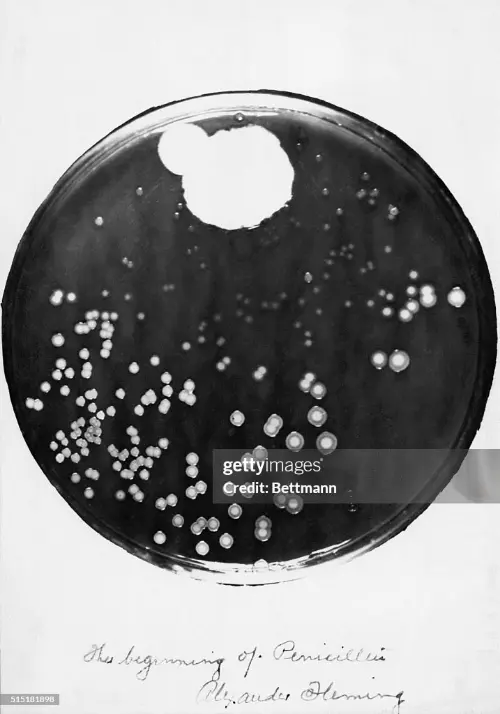 Petri dish where Fleming discovered penicillin