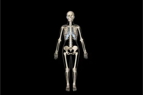 3D interactive image of a skeleton