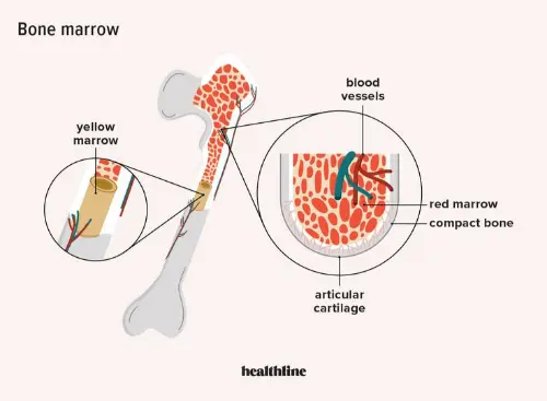 Bone marrow diagram