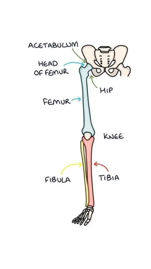 Leg bone names