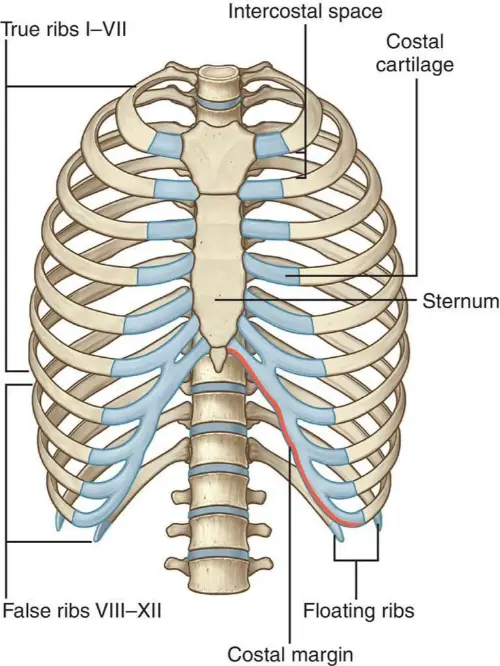 Ribcage anatomy