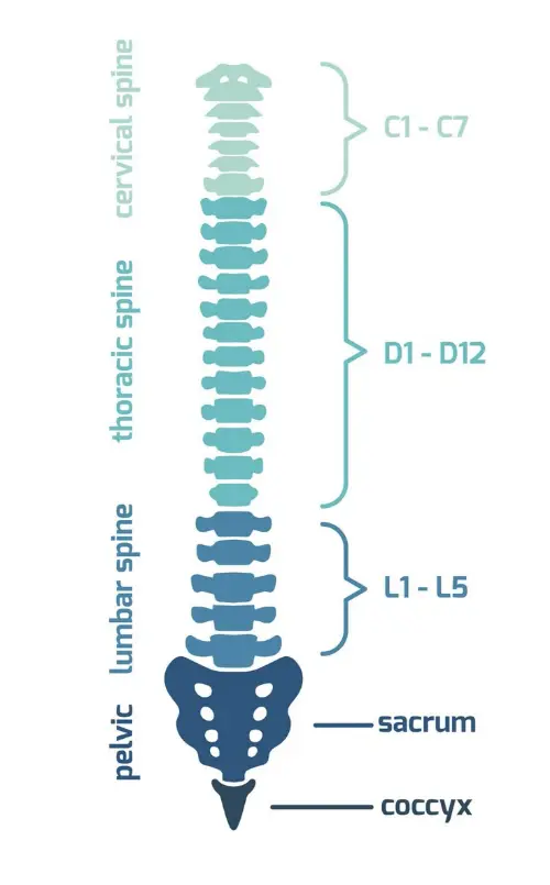 Spine sections