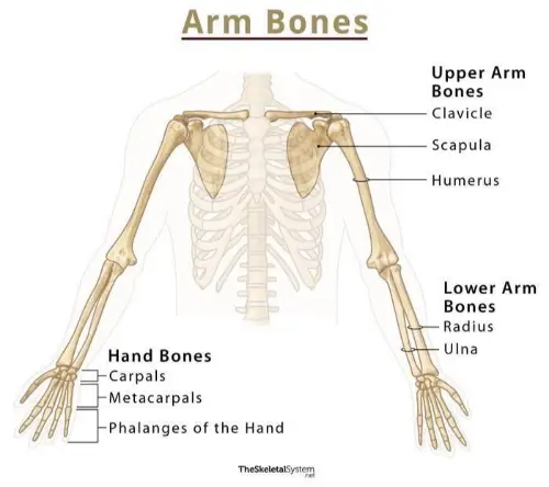 Arm anatomy