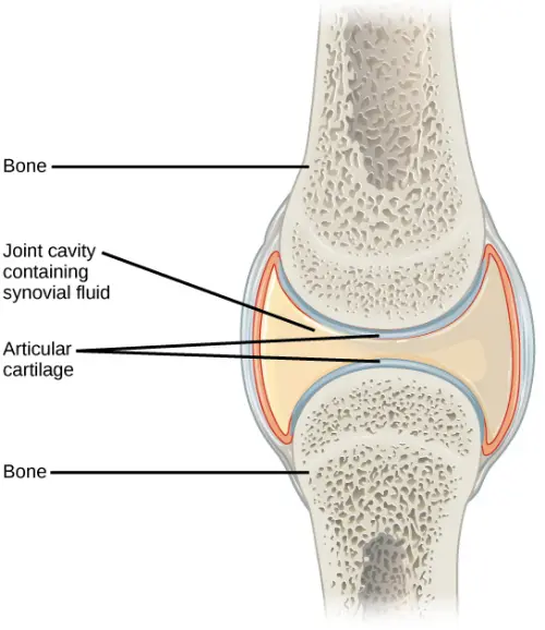 Cartilage anatomy