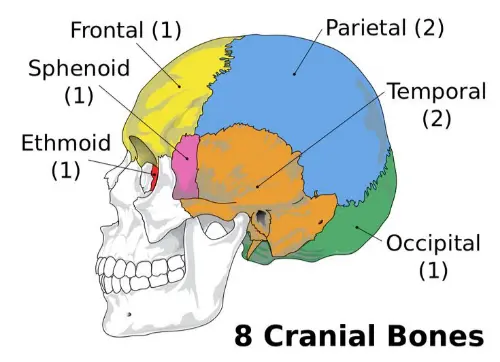 Cranial bones