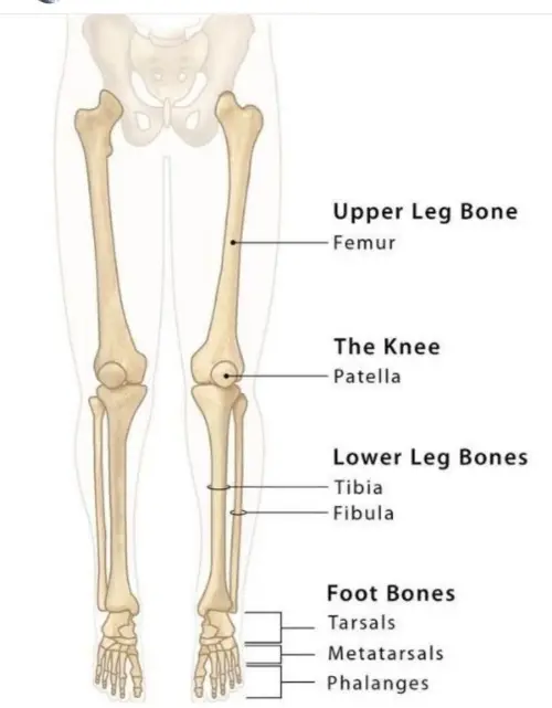Leg bones