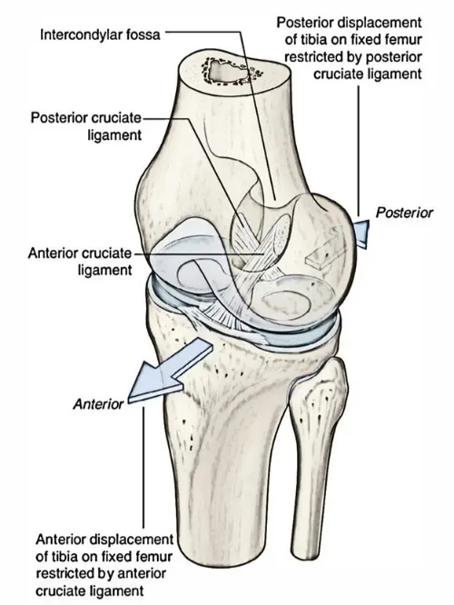 Ligaments anatomy