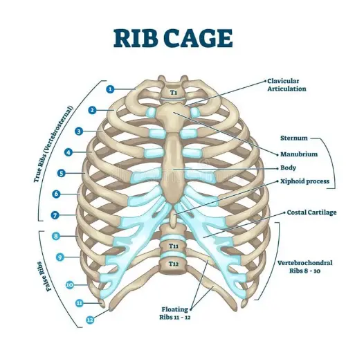 Ribcage anatomy