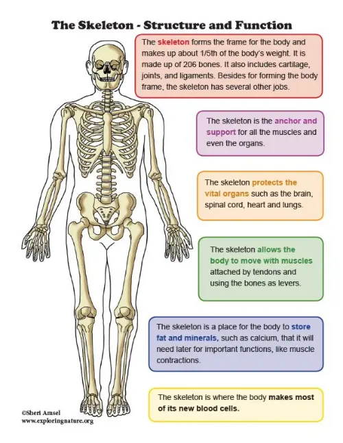 Skeleton functions