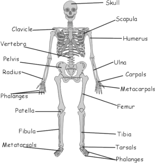 Full skeleton