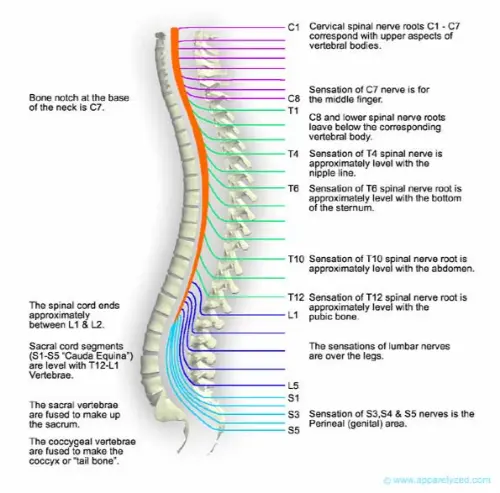 Diagram of the spine