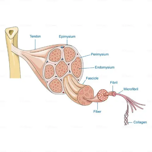 Tendons anatomy